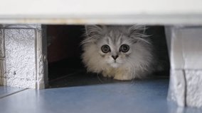 Fluffy cat is peeking from a door that is slightly ajar Showcasing its curiosity - Powered by Shutterstock - Get 15% off with code: PIKWIZARD15