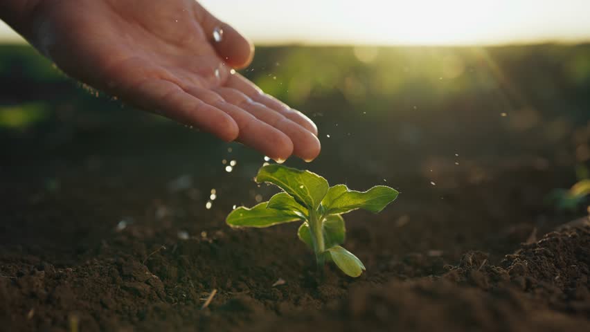 Ecotourism and agribusiness, farmer irrigating seedlings in field, closeup view. Professional agronomist pouring water on small green plant from hand, ecology and saving nature, agriculture industry