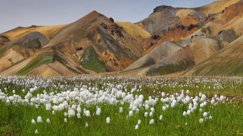 Panoramic gimbal shot of white summer flowers and brown rhyolite mountains at background in Landmannalaugar Nature Reserve, Iceland. Icelandic nature in the center of the island