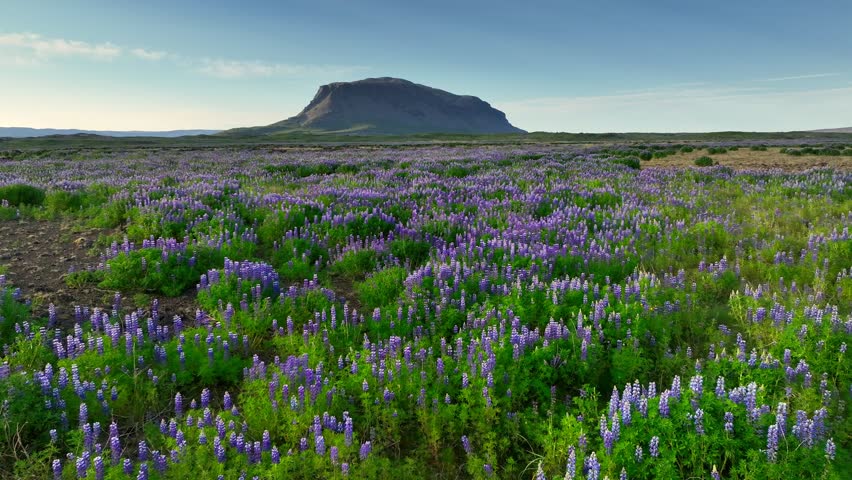 Aerial view of field of purple lupines stretching beyond the horizon. Summer in Iceland, lupine field