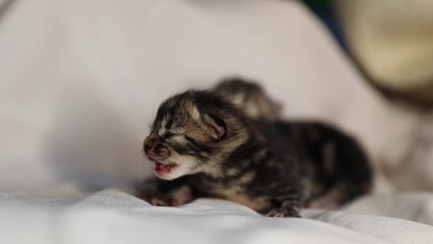 Two sleeping in an embrace with a newborn kitten on the bed.