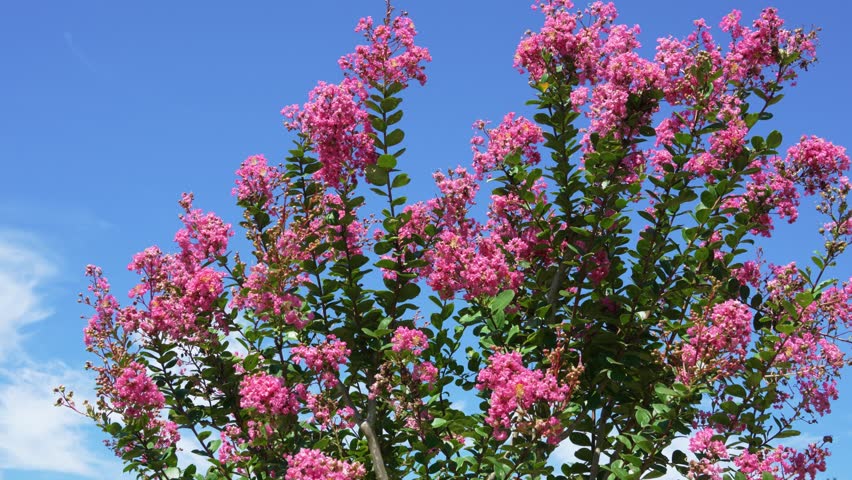 Pink crape myrtle flowers and blue sky