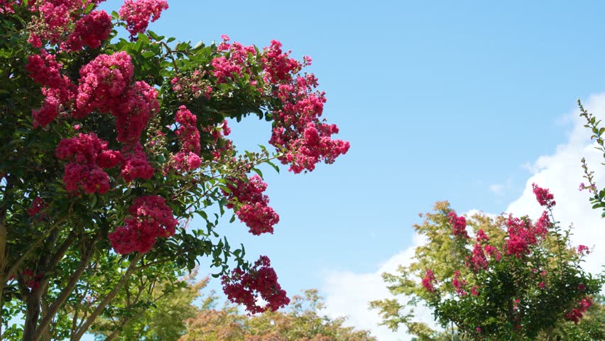 Red crape myrtle flowers and blue sky