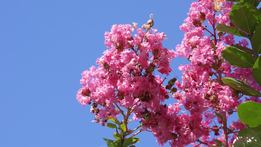 Pink crape myrtle flowers and blue sky
