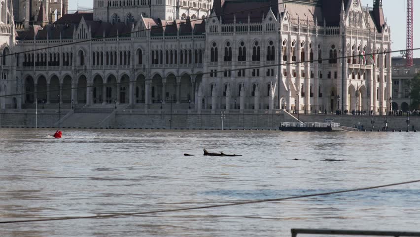 Flood in Budapest on Danube river, the dockside and the traffic signs are under water, driftwood trees are floating on the water