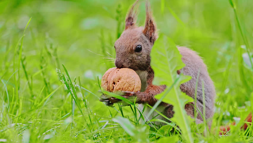 Eurasian red squirrel (Sciurus vulgaris) sits on green grass and eats a nut, 4k video.