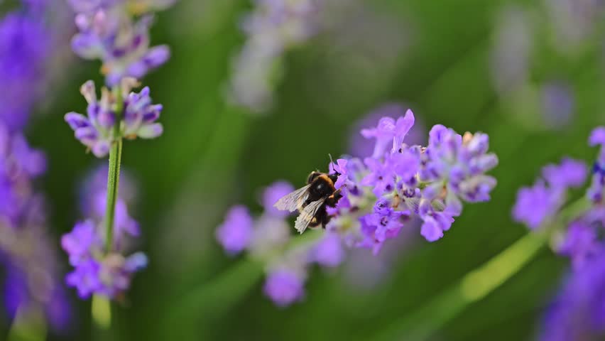 Bumblebee collects nectar on Lavender Flowers, summertime. 4k footage.