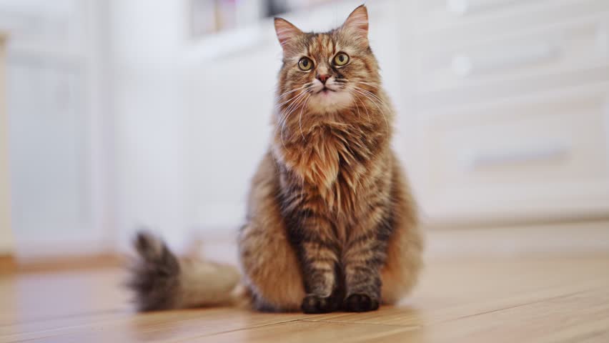 Funny cat sitting on the floor in the kitchen. 4k footage