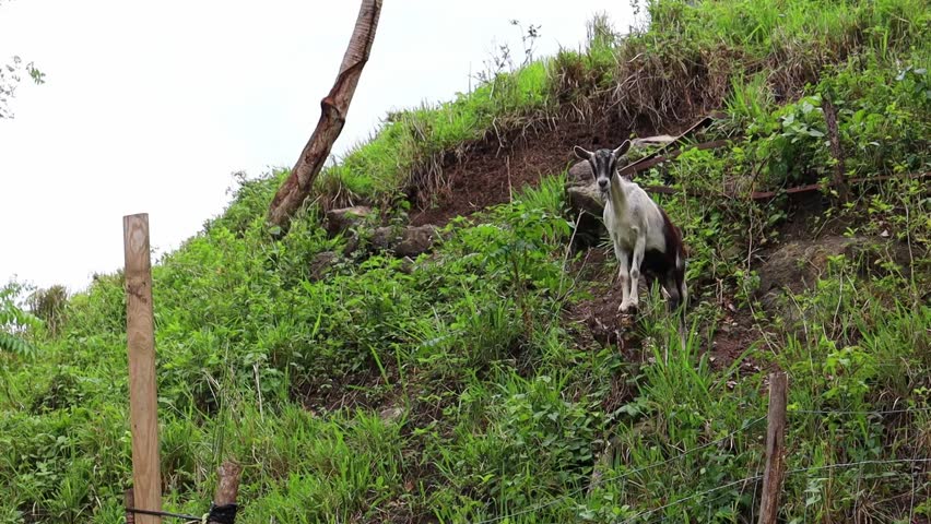 A cute domestic goat standing on a stump among green plants in a field on the hill during daytime