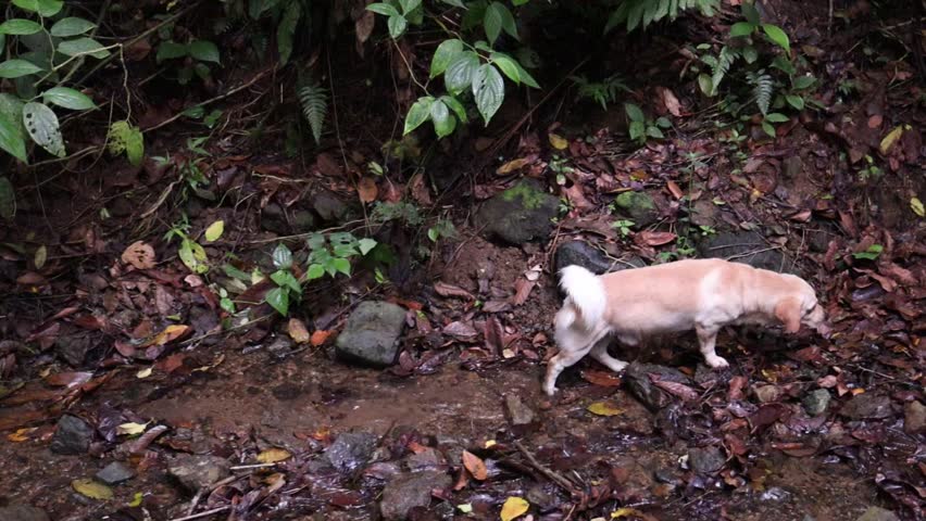 A pet dog walking by a small stream exploring the forest during daytime