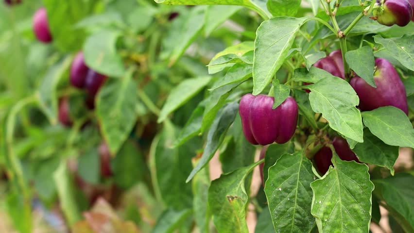 A selective focus footage of purple bell peppers growing on a tree in a greenhouse in daytime, with blurred natural background
