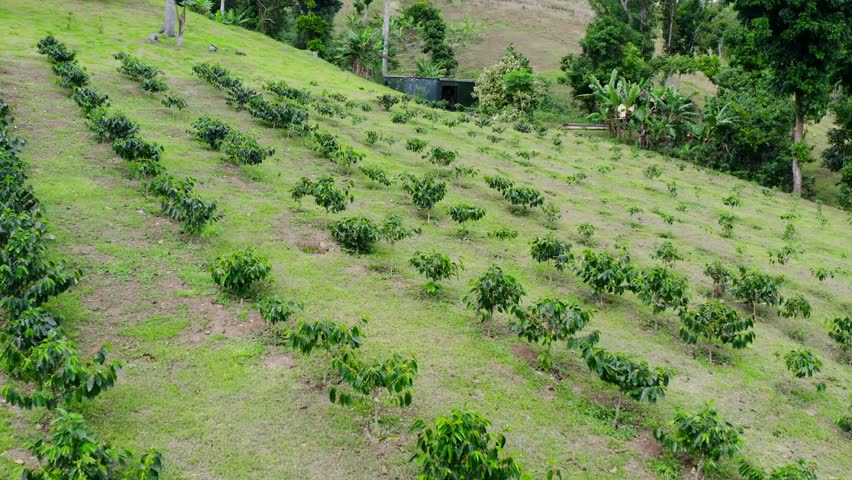 A drone footage of a vast coffee plantation field with in the countryside during daytime