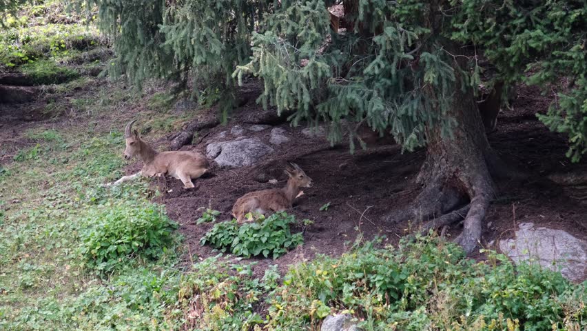 Mountain goats in their natural habitat, on the border of alpine meadows and forests. Goats are high in the mountains. wildlife, nature conservation. A poster about wildlife, a herd of mountain goats.