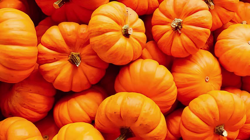 Large orange pumpkins at farmers market at pumpkin patch