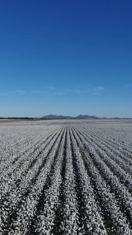 Stunning vertical aerial footage of expansive cotton fields under a clear blue sky. The rows of cotton stretch endlessly towards picturesque mountains in the background, showcasing agriculture. 