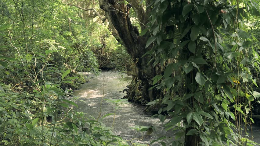 Flowing River in Tropical Forest Scenery in Africa, Lush Greenery Landscape in Kilimanjaro National Park in Tanzania in African Scene of Water and Green Trees and Nature