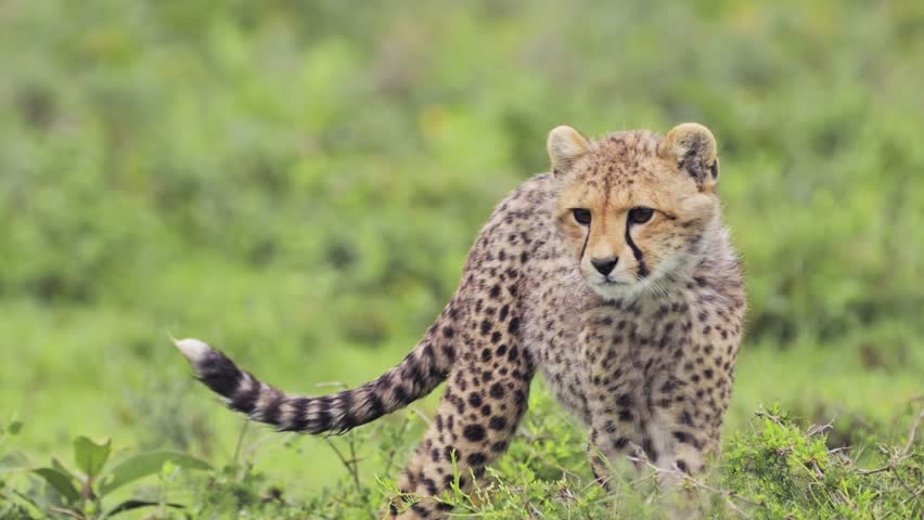 Cute Baby Cheetah Cub in Africa in Serengeti National Park in Tanzania, Tiny Young Baby Animals Close Up of Walking on African Wildlife Safari Animals Game Drive