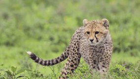 Cute Baby Cheetah Cub in Africa in Serengeti National Park in Tanzania, Tiny Young Baby Animals Close Up of Walking on African Wildlife Safari Animals Game Drive - Powered by Shutterstock - Get 15% off with code: PIKWIZARD15