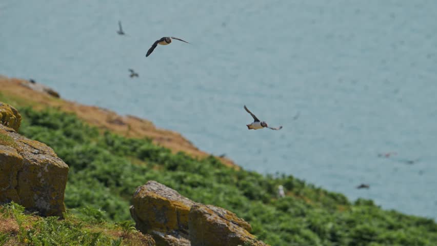 Slow Motion Puffins Flying on the Coast, Atlantic Puffin in Flight with Coastal Scenery on the Coast of Skomer Island in Wales, Amazing UK Birds and Wildlife