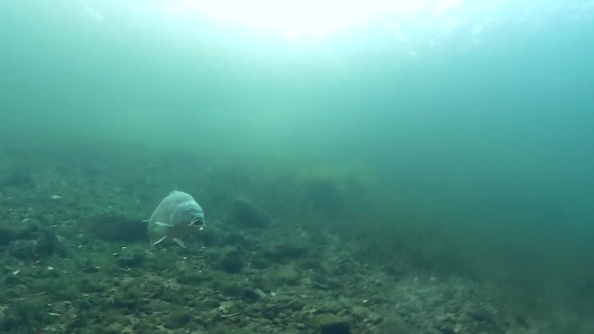 Underwater footage of carp in a freshwater lake