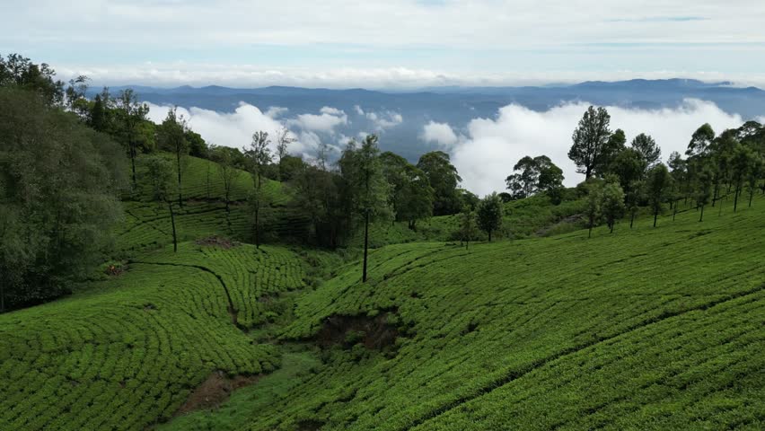 Tea Plantation 4K stock video Tea state, Agriculture, Beauty In Nature, Crop - Plant, Environment, landscape with mountains and clouds, India, Munnar, ooty, Drone view	