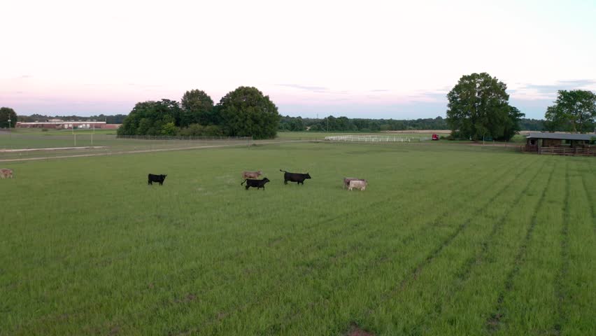 Flying over a herd of cows grazing on fresh grass in a fenced pasture beside a dirt road on a farm during the morning or evening time