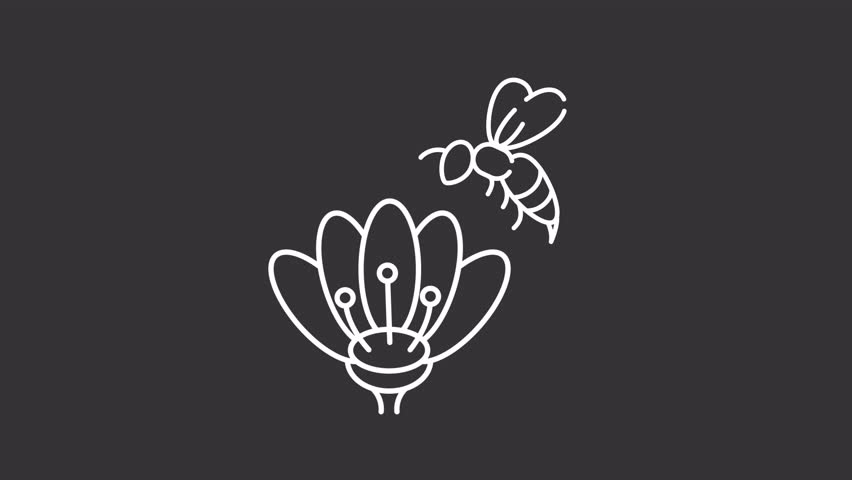 Pollination white line animation. Flower bee animated icon. Honeybee flying, moving flower. Apiculture, ecology. Isolated illustration on dark background. Transition alpha video. Motion graphic