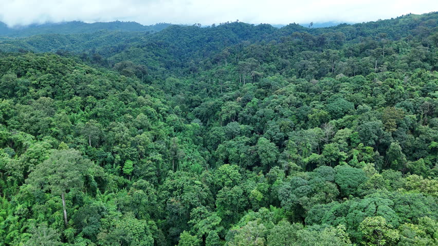 Aerial drone shot over primary Jungle tropical rain forest in Nan, Thailand. Aerial view, moving over a rainforest tree canopy in a slow pace beautiful green nature background of a tropical forest.	