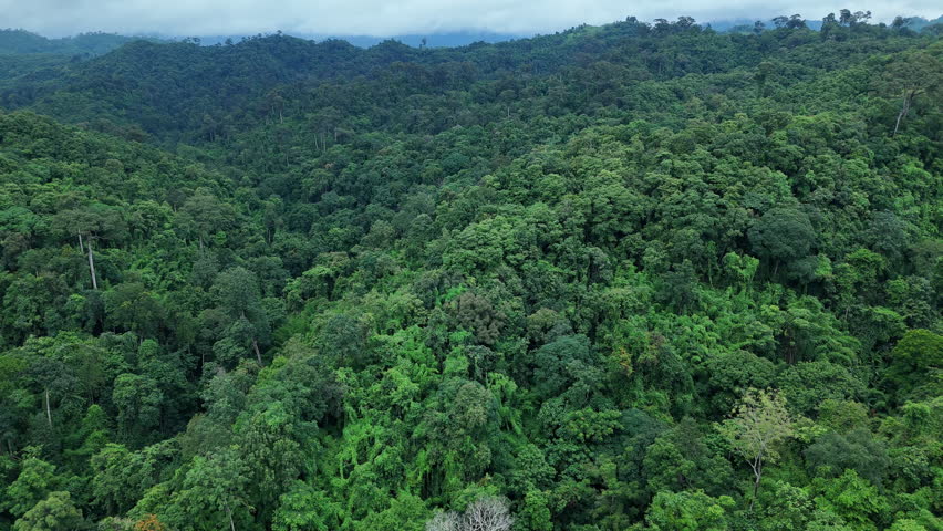 Aerial drone shot over primary Jungle tropical rain forest in Nan, Thailand. Aerial view, moving over a rainforest tree canopy in a slow pace beautiful green nature background of a tropical forest.	