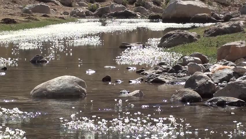 sparkling stream