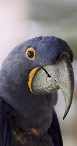 Close up of a Hyacinth macaw. Beautiful blue parrot, The Hyacinth Blue Macaw (Anodorhynchus Hyacinthinus).