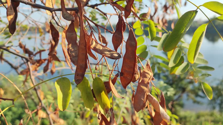 acacia seeds hang on acacia branches in February, an acacia tree with seeds in pods in sunny weather. acacia branches and leaves.