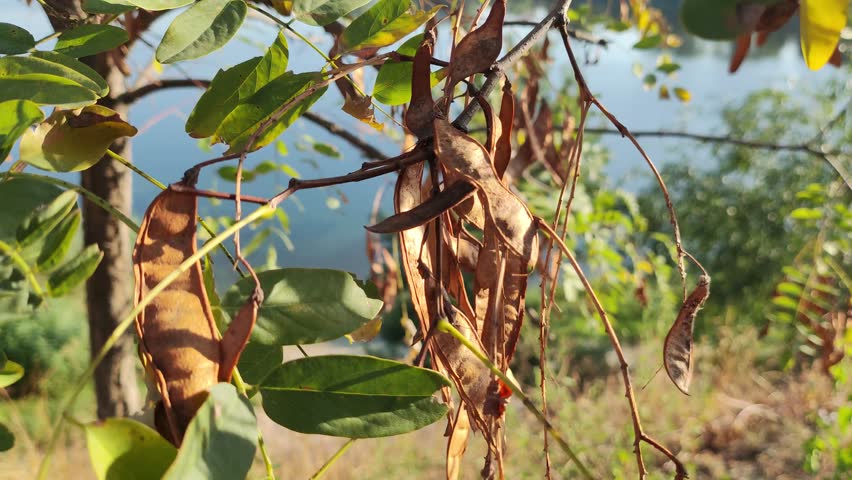 acacia seeds hang on acacia branches in February, an acacia tree with seeds in pods in sunny weather. acacia branches and leaves.