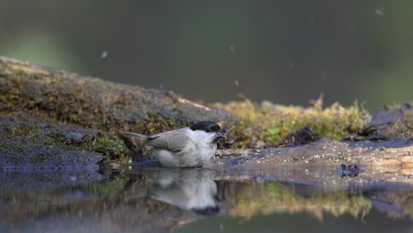 Bird - Marsh Tit ( Poecile palustris ) on forest pond summer time small bird bathing and drinking water
