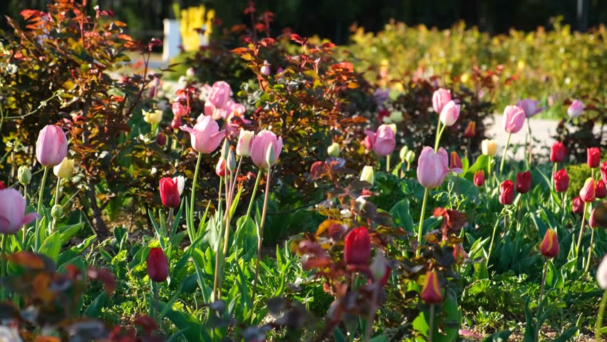 Tulips garden multicolored close-up in the wind. Atmospheric spring natural background. A bright sunny warm day. The flower heads are waving in the flowerbed. Blurred park background, selective focus