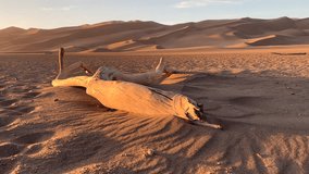 Great Sand Dunes National Park climate change desert driftwood Wilderness Extreme environment Colorado sunrise USA travel tourism - Powered by Shutterstock - Get 15% off with code: PIKWIZARD15