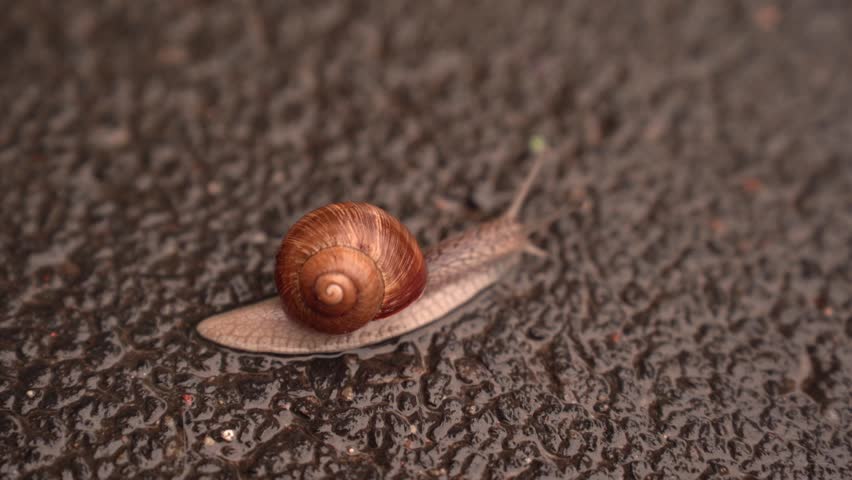 Snail crawling on wet asphalt. Slow mooving escagrot after rain. Close up video