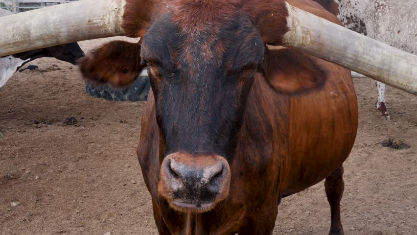 Slow motion close-up of longhorn cattle cow livestock animal chewing in paddock stables farm The Stockyards Fort Worth cowboy Texas experience USA America agriculture travel