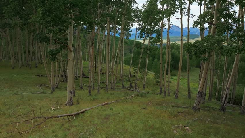 Summer Telluride airport Colorado Rocky Mountains aerial drone vista Ridgway Last Dollar Road Aspen Trees Groove Forest green Ouray Silverton San Juan Mount Sneffels gray cloudy right motion