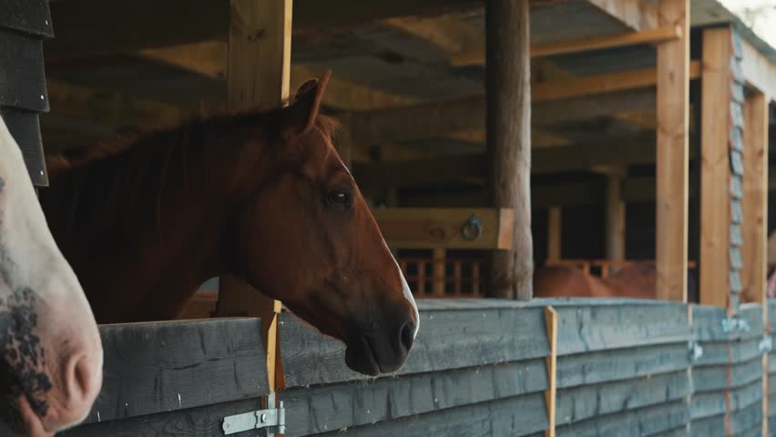 Brown horse in a stable, beautiful pony video