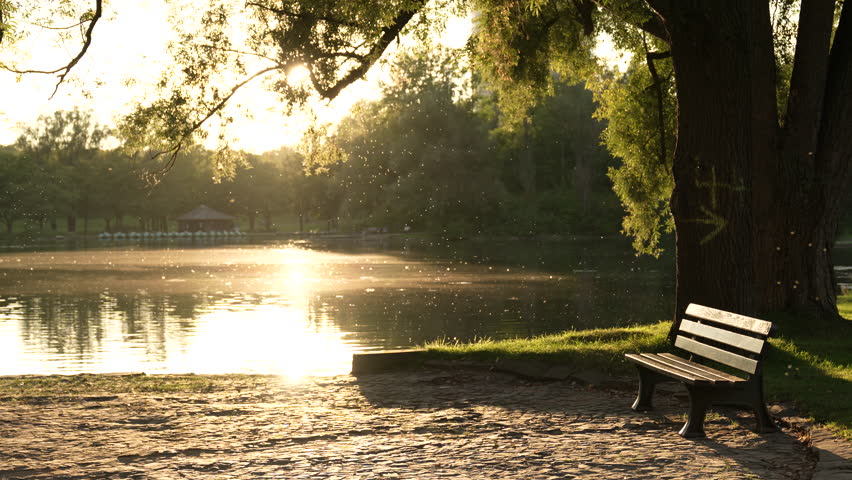 Park area near a pond or lake, in the rays of the setting sun  