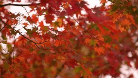 a vibrant autumn canopy with red and green leaves against a pale sky in Naejangsan National Park, Korea, highlighting the seasonal beauty. - Powered by Shutterstock - Get 15% off with code: PIKWIZARD15