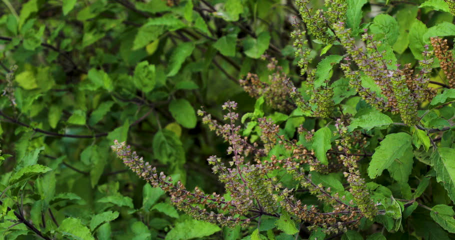A closeup footage of the holy basil plant (Ocimum tenuiflorum) in the garden during daytime, with a blur green background