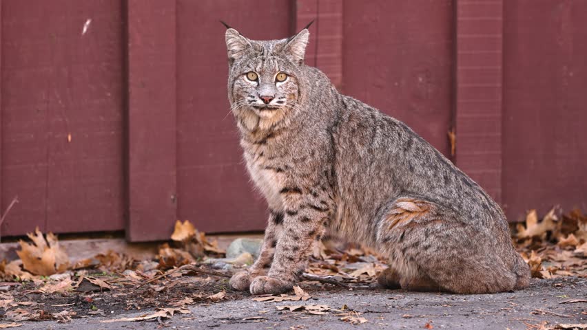 Wild Bobcat in Yosemite National Park in California