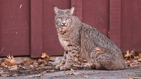 Wild Bobcat in Yosemite National Park in California - Powered by Shutterstock - Get 15% off with code: PIKWIZARD15