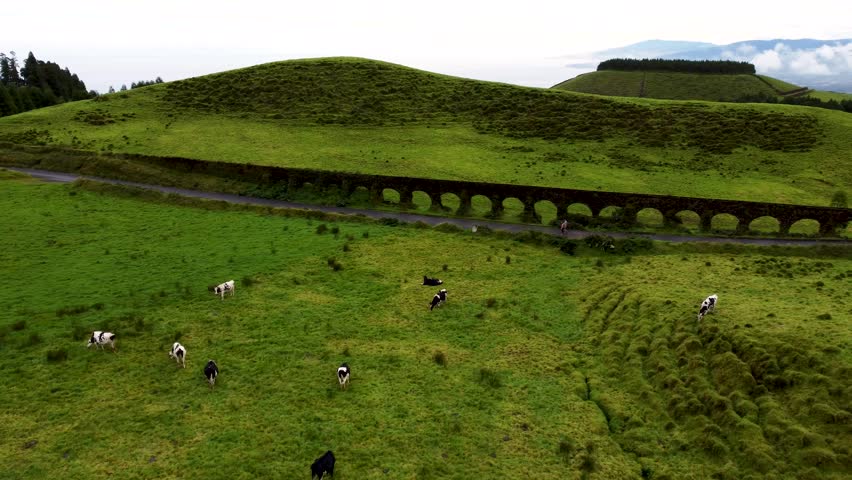 An aerial footage of grazing cows, with a couple walking by the old aqueduct Muro das Nove Janelas, in Sao Miguel Island, Azores, Portugal