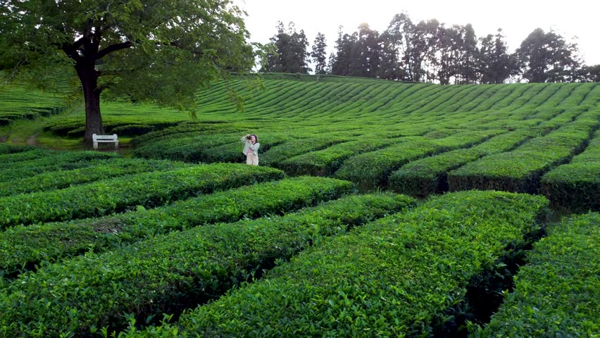 A drone footage of a young woman standing in a cultivated tea field taking photos during daytime in the countryside of Azores, Portugal