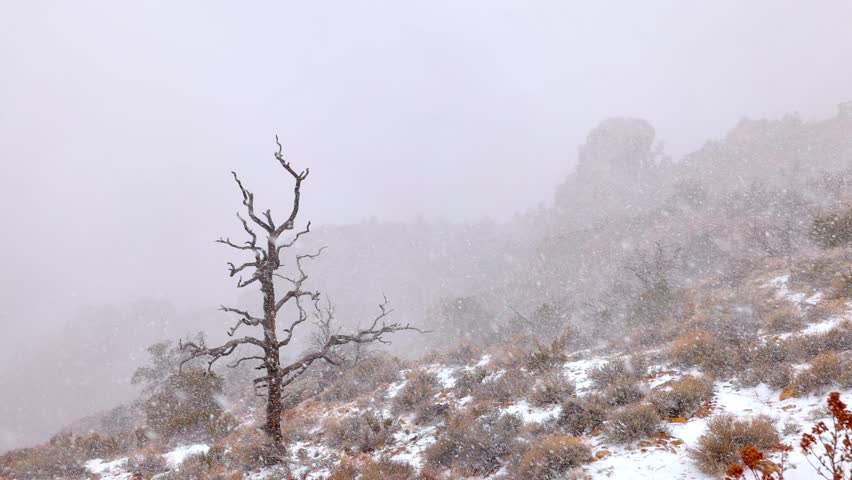 Winter snow storm at the Grand Canyon National Park in Arizona.