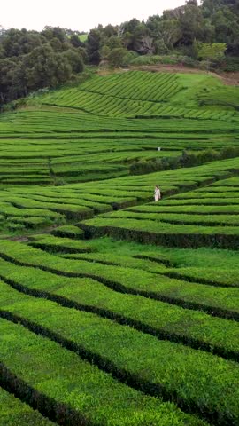 A vertical drone footage of a young woman walking in the terraced cultivated tea fields during daytime in Azores, Portugal