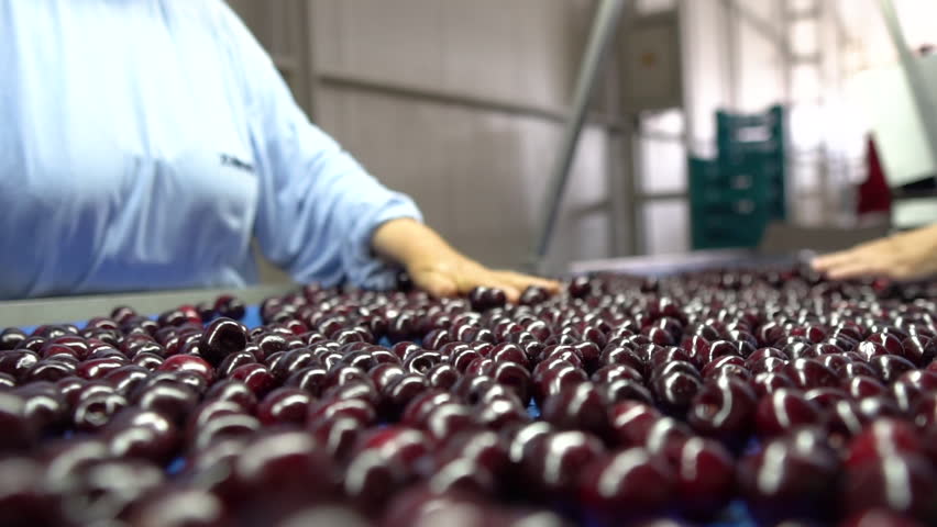 fresh red cherries on belt to be processed, fa01